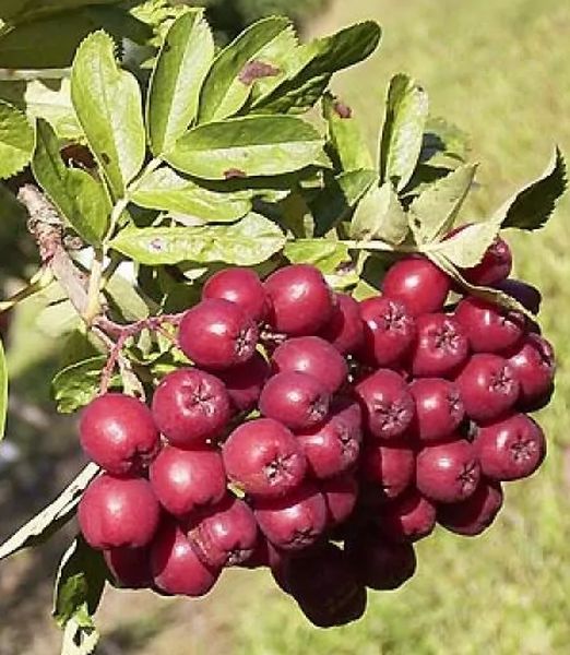 Sorbus Burka